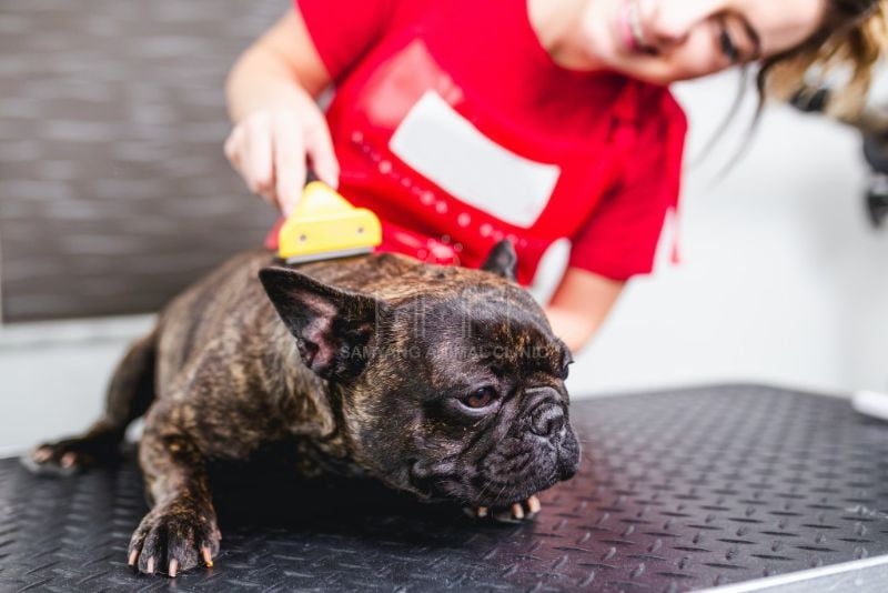 Chó Bull Pháp không cần thường xuyên tắm rửa nhưng cần được sạch sẽ và đánh răng 