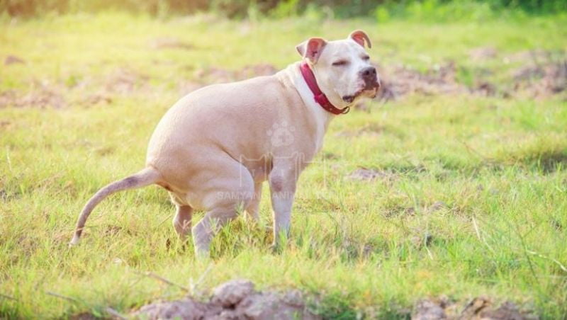Viêm dạ dày ruột ở chó có thể gây tiêu chảy và mất nước