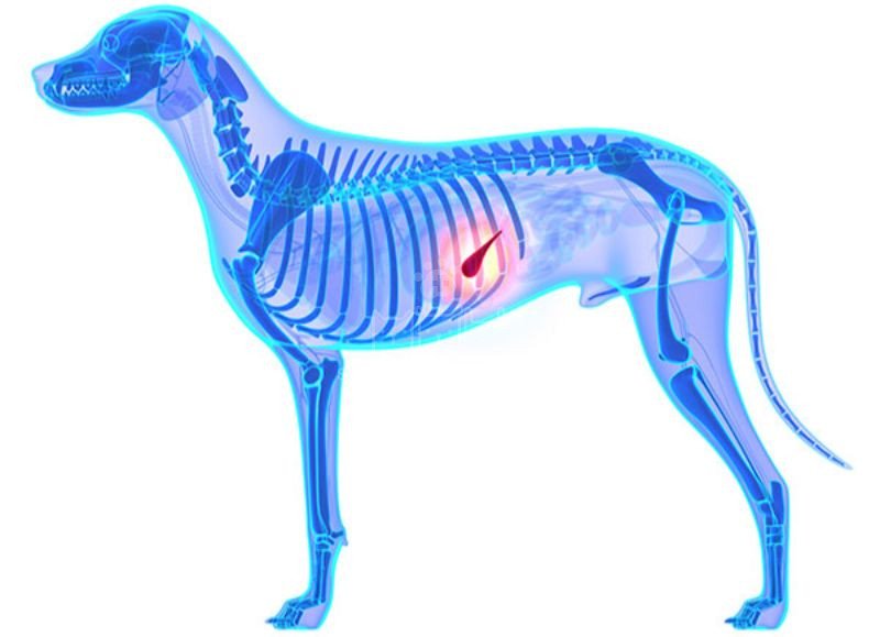 Mô phỏng vị trí tuyến tụy bên trong cơ thể chó