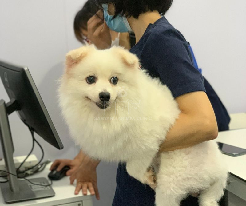 Bé cún được thăm khám với máy móc thiết bị hiện đại tại Samyang Animal Clinic