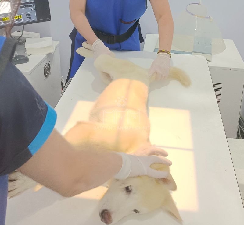 Chó được kiểm tra lâm sàng bệnh ung thư dạ dày