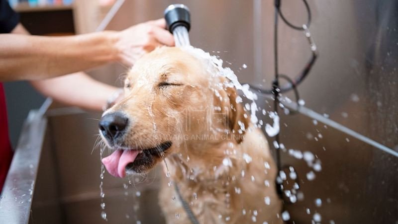 Nên tắm cho chó bằng sữa tắm dành riêng cho chó