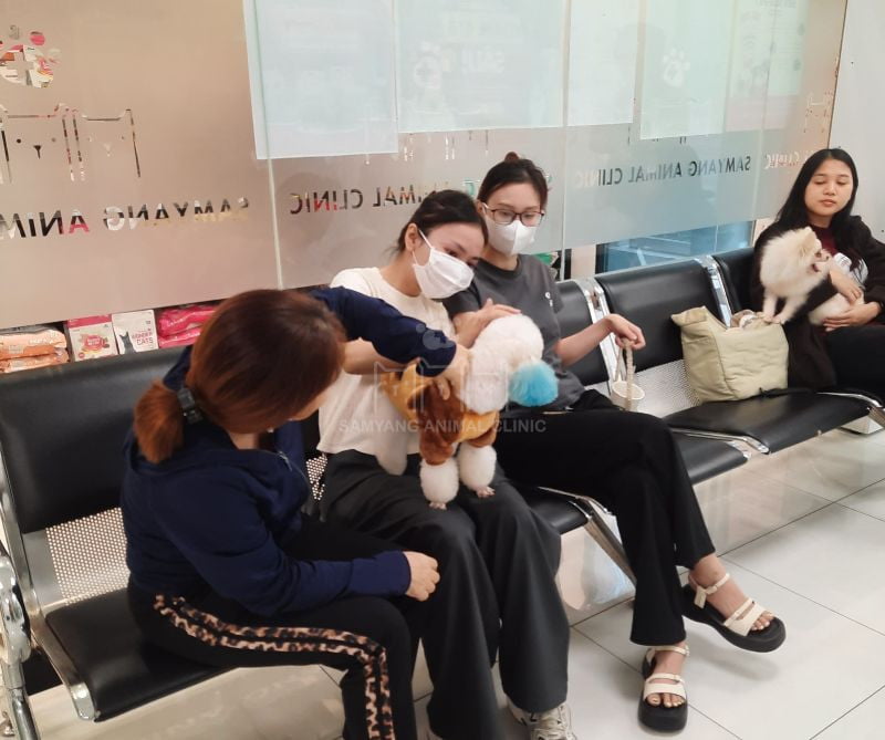 Các bé cún đang chờ được tiêm phòng vắc xin tại bệnh viện thú cưng Samyang