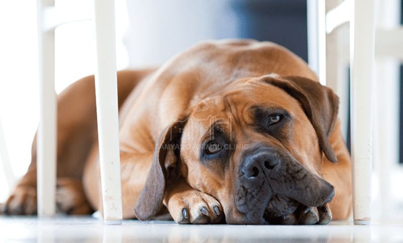 Biểu hiện cụ thể nhất khi chó mắc bệnh đường tiêu hóa là đau bụng, rên rỉ, bỏ ăn