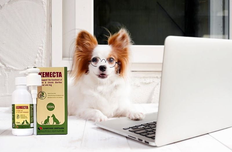 Kemecta điều trị hiệu quả đối với chó mèo bị tiêu chảy cấp và mãn tính