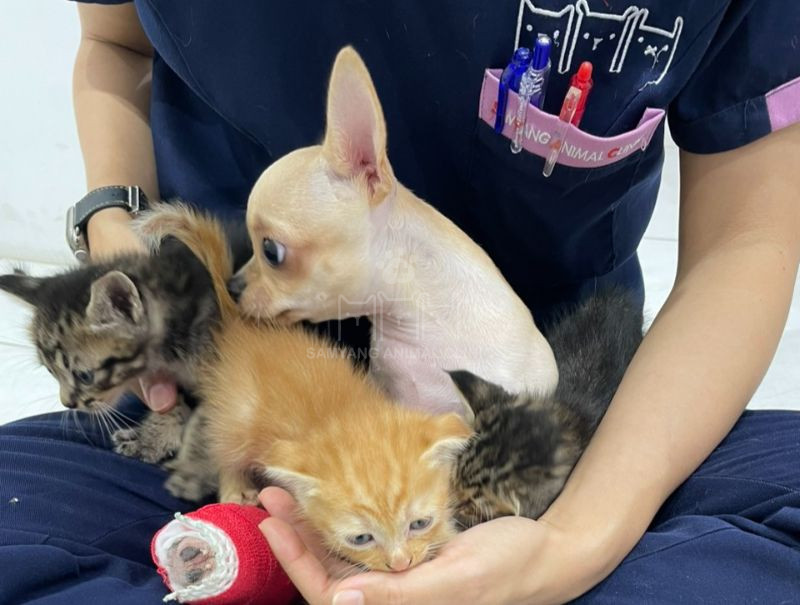 Bệnh thiếu máu ở mèo được chẩn đoán dựa trên kết quả khám và xét nghiệm