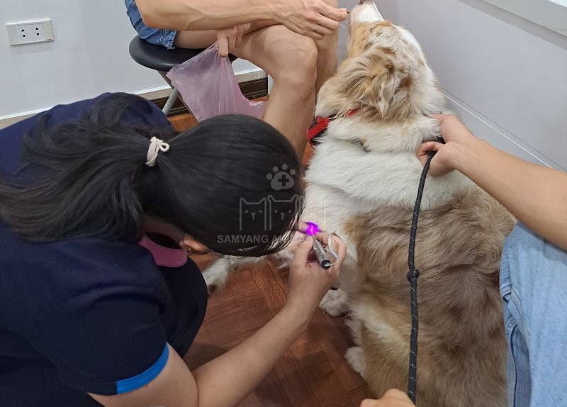 Chó nghi ngờ mắc tiểu đường được bác sĩ Samyang thăm khám tổng quát