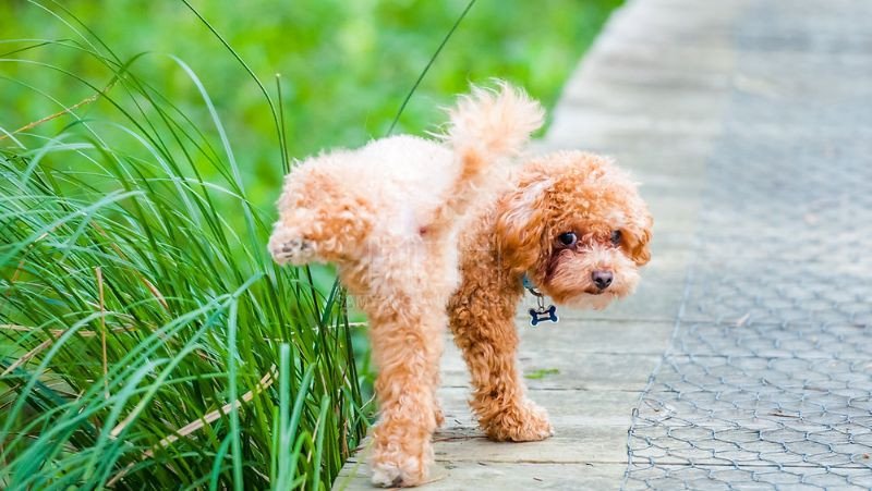 Chó đi tiểu thường xuyên và lượng tiểu nhỏ là một trong các dấu hiệu bệnh