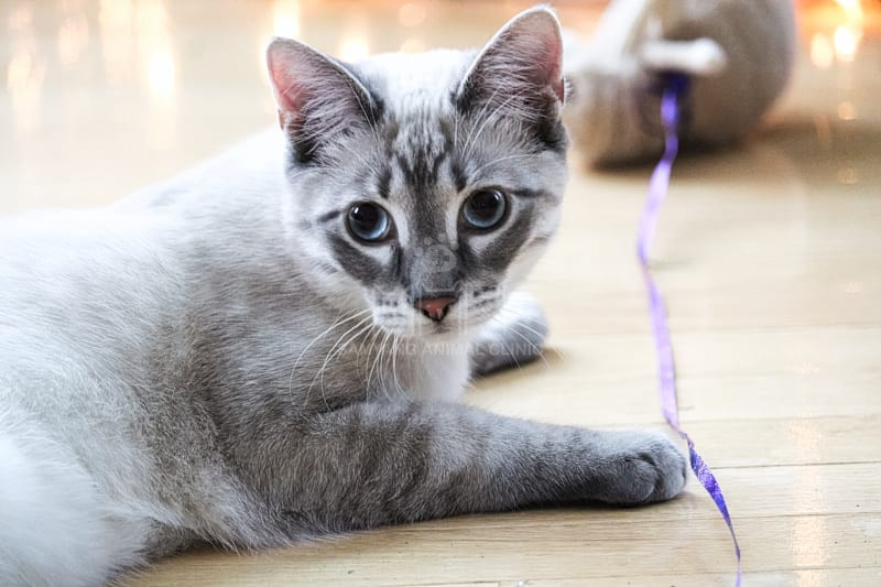 Tắc ruột ở mèo có thể do chúng đã ăn phải dị vật không thể tiêu hóa