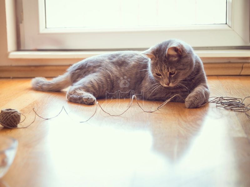 Mèo bị tắc ruột có biểu hiện mệt mỏi, nôn mửa, khó đại tiện, chán ăn, đau bụng,...