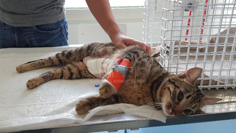 Bệnh viện thú y Samyang chuyên điều trị các ca bệnh tắc ruột ở mèo