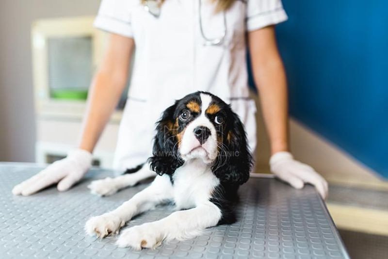 Ung thư hạch là sự thay đổi hoặc phát triển quá mức của tế bào lympho