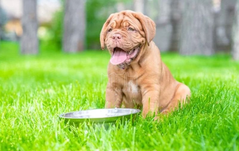 Ung thư hạch trung tâm chiến 80-85% các loại ung thư hạch ở chó