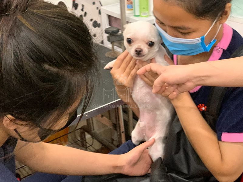 Giống chó lông ngắn và sinh hoạt trong nhà có thể tắm 4-6 tuần một lần