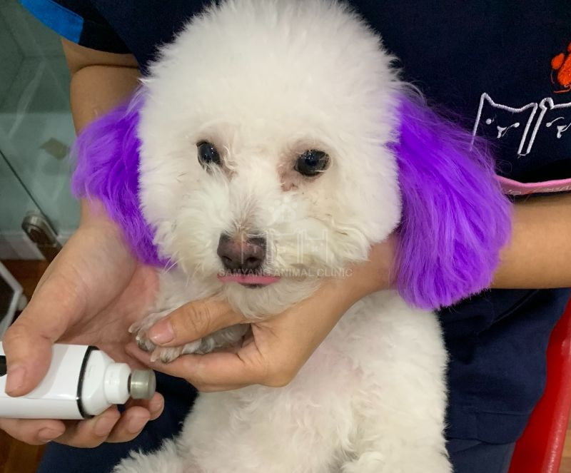 Chó thường xuyên ngoài trời đùa nghịch nên gia tăng tần suất tắm để tránh bụi bẩn và vi khuẩn