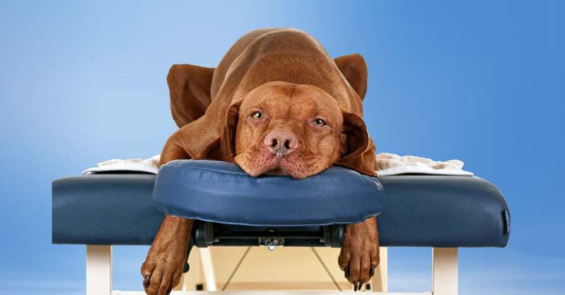 Bất kỳ tổn thương nào ở đốt sống hoặc nếu đĩa đệm di chuyển đều là biểu hiệu của bệnh đĩa đệm