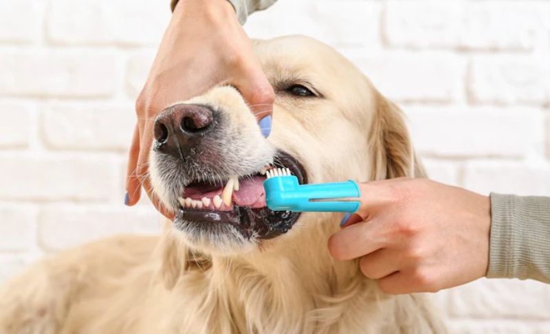 Cần đánh răng cho chó để ngăn ngừa bệnh nha chu, viêm hoặc nhiễm trùng các mô xung quanh răng