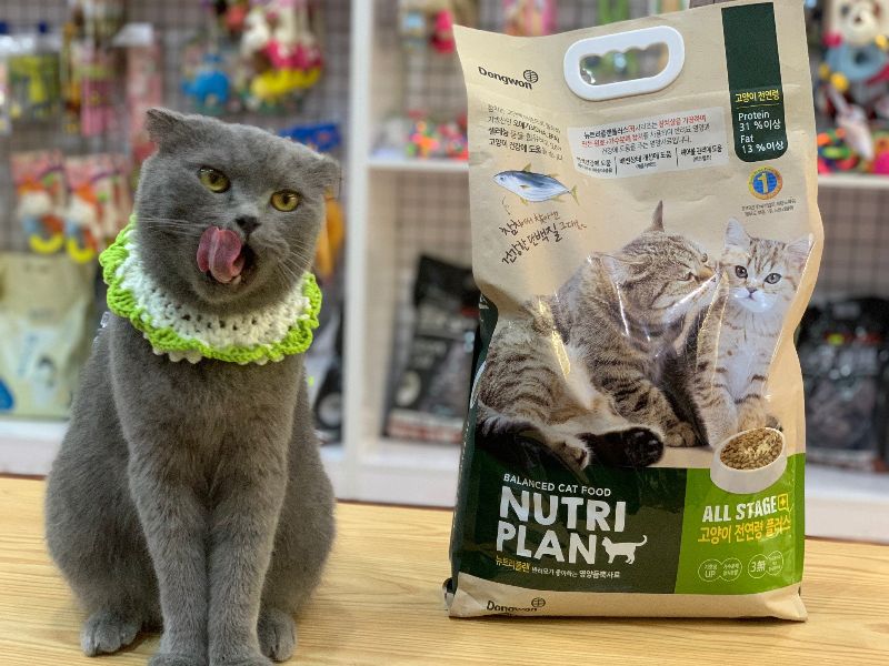 Nên cho mèo ăn thức ăn hạt để ngăn ngừa các mảng bám tính tụ trên răng