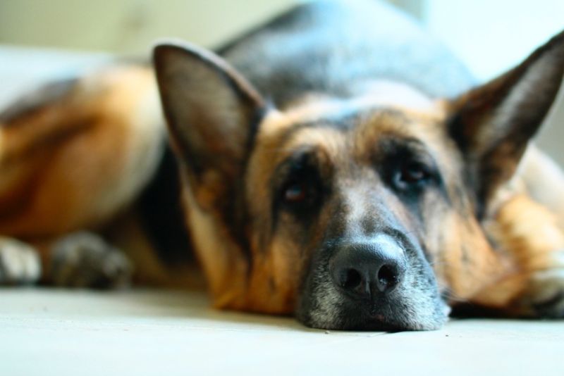 Viêm đường hô hấp trên thường tập trung vào mũi, xoang và kích thích khí quản ở chó