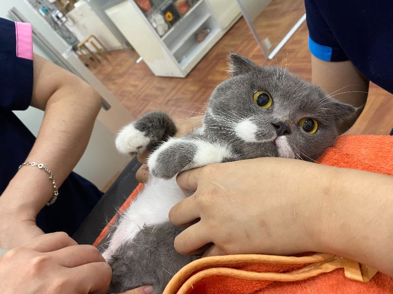 Mèo cần được kiểm tra để tìm nguyên nhân gây ra nhiễm trùng tiết niệu