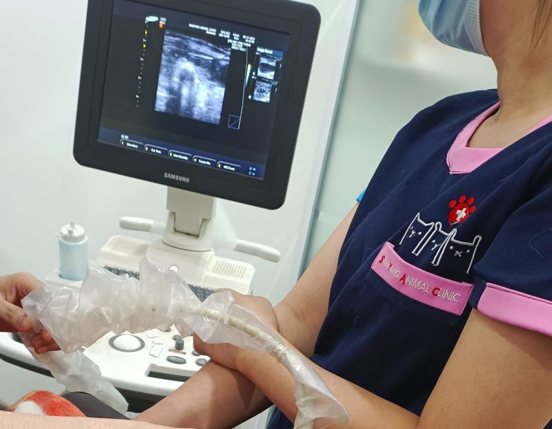 Thực hiện siêu âm để kiểm tra tiết niệu cho mèo