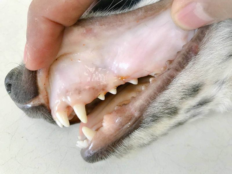 Nướu nhợt nhạt là một trong các dấu hiệu thiếu máu ở chó