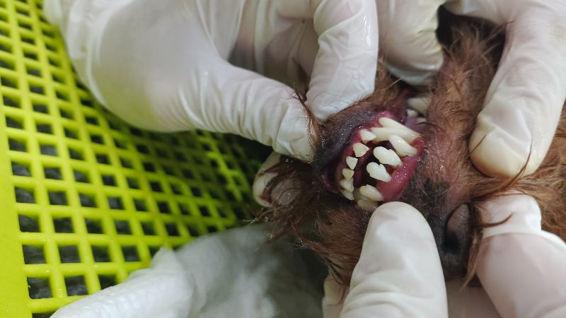 Một ca bệnh viêm nha chu được bác sĩ thú y Samyang điều trị