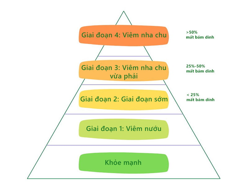 Hình ảnh mô tả các giai đoạn bệnh viêm nha chu ở chó