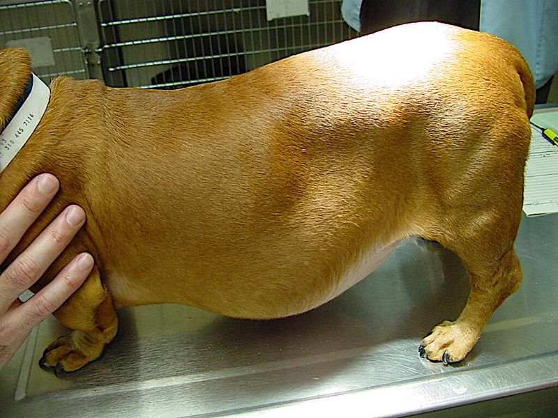 Chó mắc bệnh Cushing thường có bụng phình to khi nhìn bằng mắt thường