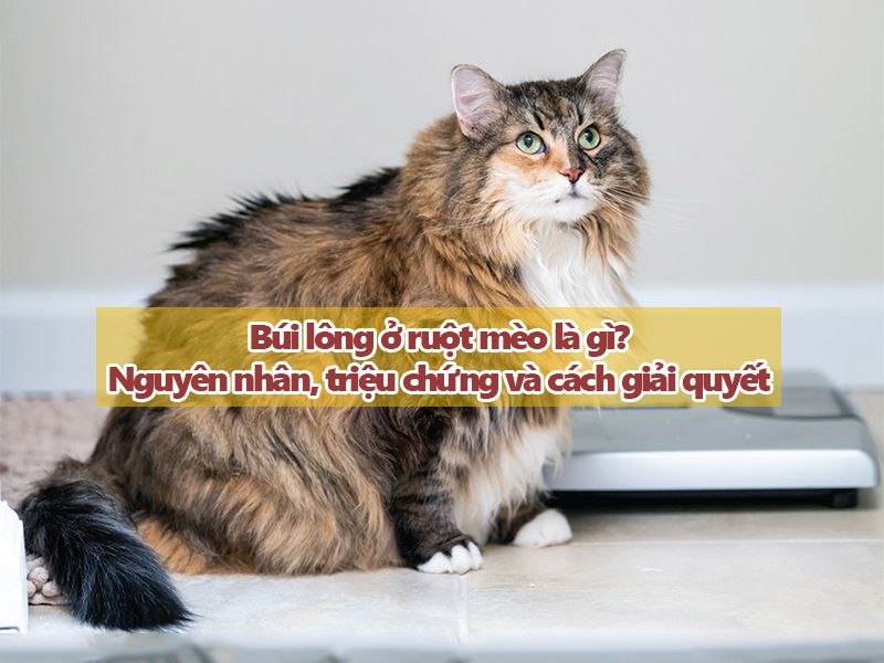 Búi lông ruột mèo là gì? Nguyên nhân, triệu chứng và cách giải quyết