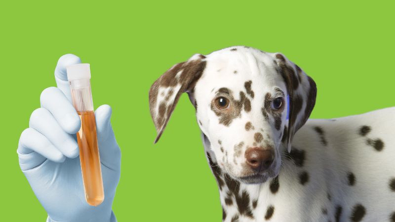 Chó bị nhiễm trùng bàng quang hay nhiễm trùng thận đều là nguyên nhân hàng đầu gây tiểu ra máu