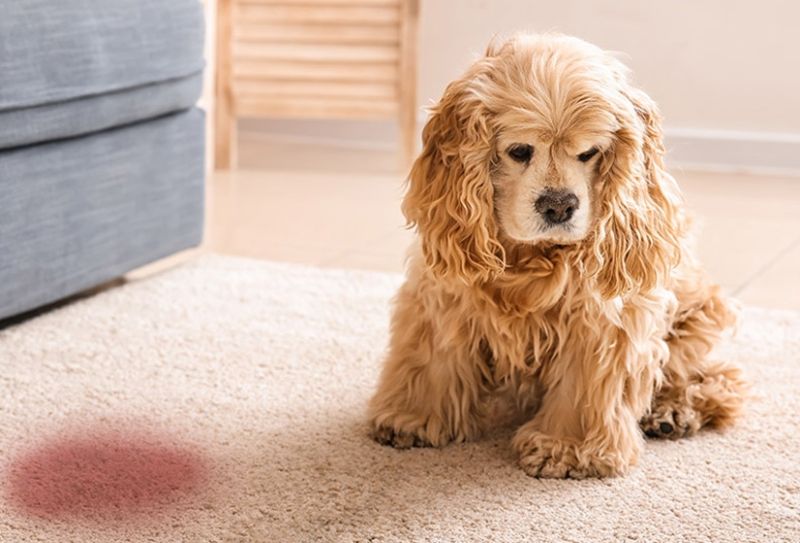 Khối u trong bàng quang cũng là nguyên nhân khiến chó có máu trong nước tiểu