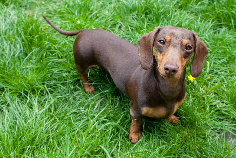 Giống chó Dachshund là một trong những giống chó chân ngắn dễ mắc các vấn đề sức khỏe liên quan đến xương