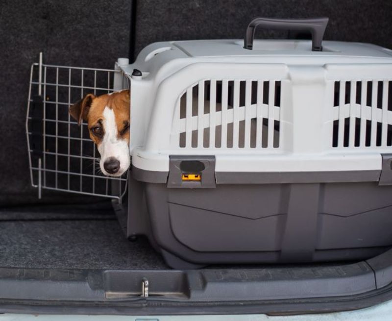 Nên cho thú cưng ở trong lồng hoặc balo để phòng tránh thú cưng lộn xộn trong xe