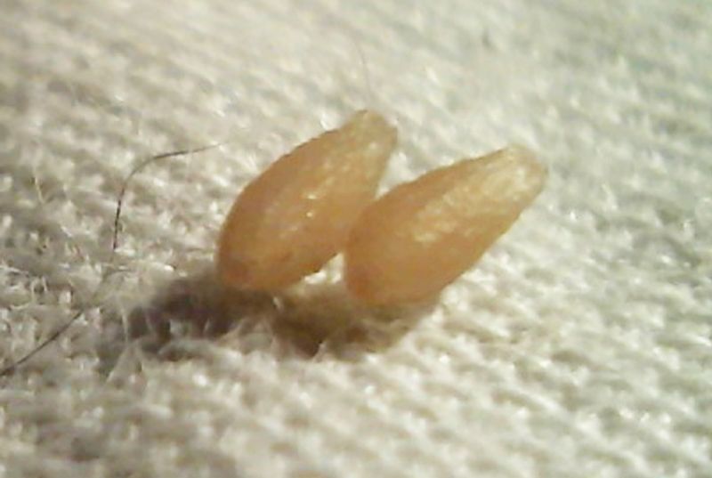 May mắn là điều trị sán dây cho mèo khá dễ dàng nhờ các viên thuốc đặc trị