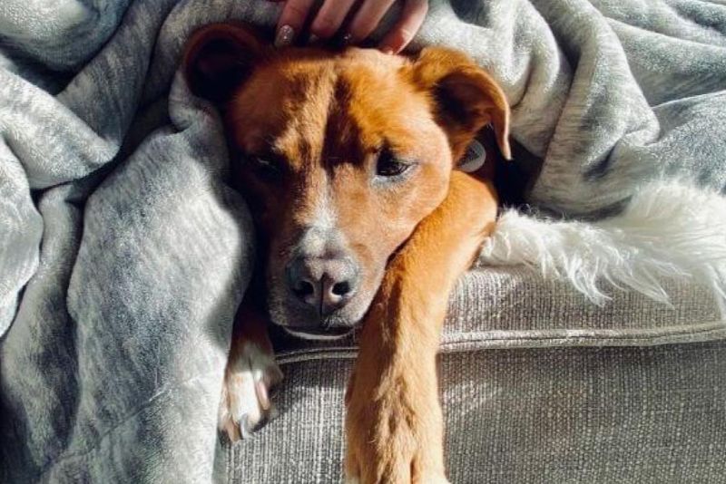 Để chuẩn đoán chó bị mắc ung thư gan, bác sĩ thú y phải làm qua nhiều xét nghiệm chuyên sâu