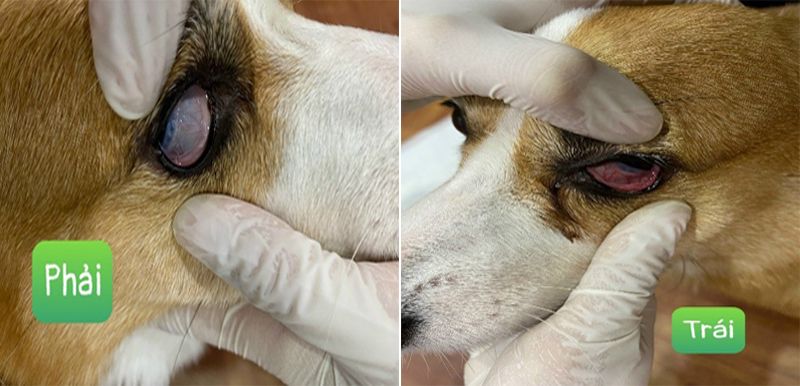Chó mèo sống trong môi trường bụi bẩn hoặc ký sinh trùng sẽ có nguy cơ bị viêm giác mạc cao