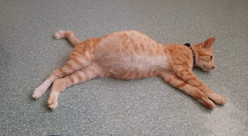 Mèo mắc bệnh FIP với bụng to bất thường