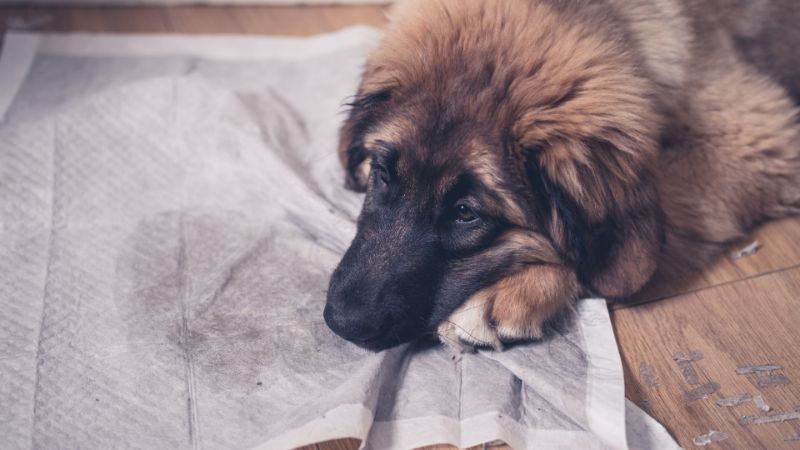 Chó dưới 2 tuổi thường dễ dính virus gây nên mụn cóc