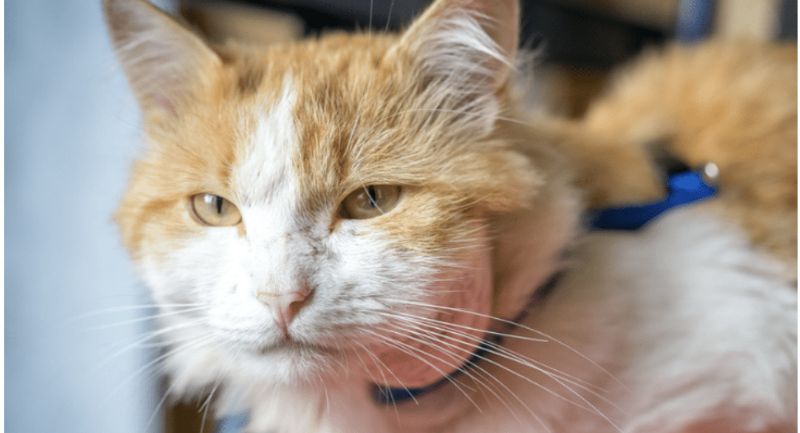 Vi khuẩn xâm nhập trên vết thương hở là nguyên nhân chính chó mèo bị áp xe