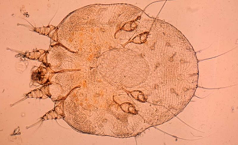 Hình ảnh kính hiển vi soi và phóng đại về ve rận 8 chân ký sinh trên da chó
