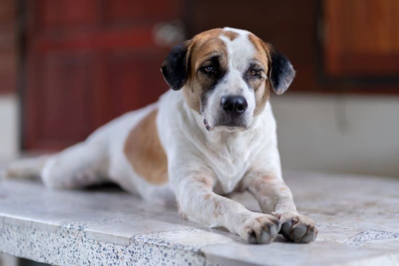 Không thể điều trị dứt điểm tình trạng viêm xương khớp nhưng có thể sử dụng nhiều liệu pháp để cải thiện bệnh