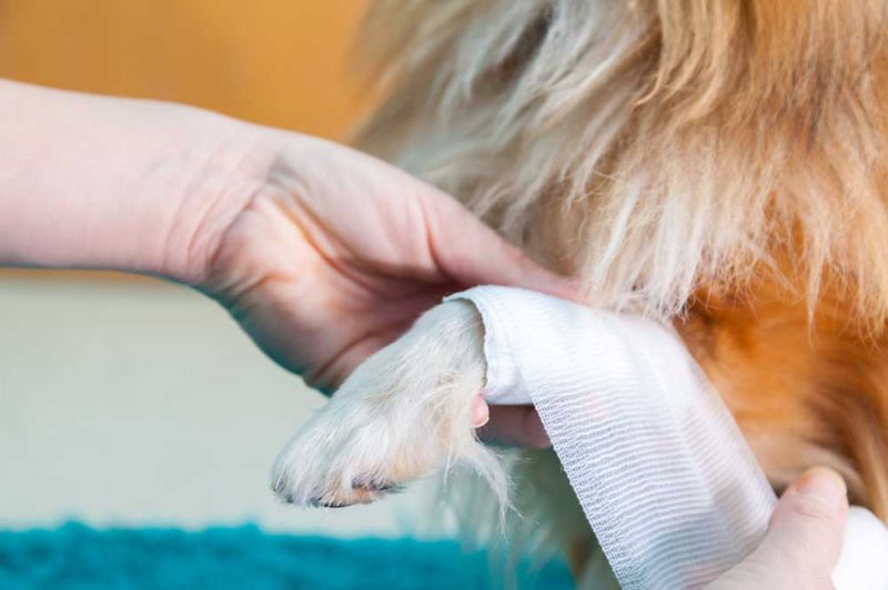 Bác sĩ thú y sẽ quan sát và cần làm các xét nghiệm chuyên sâu nếu cần thiết