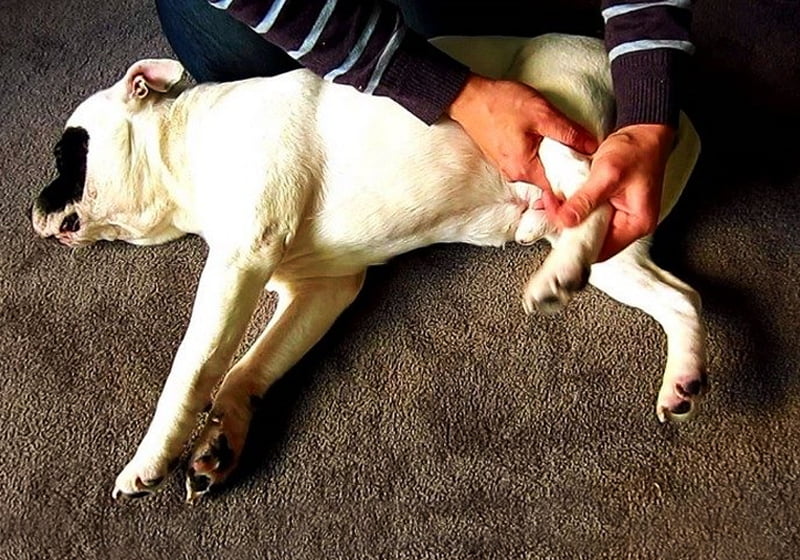 Dù tình trạng khởi phát bệnh thế nào thì chó vẫn cần đến gặp bác sĩ thú y để có hướng điều trị