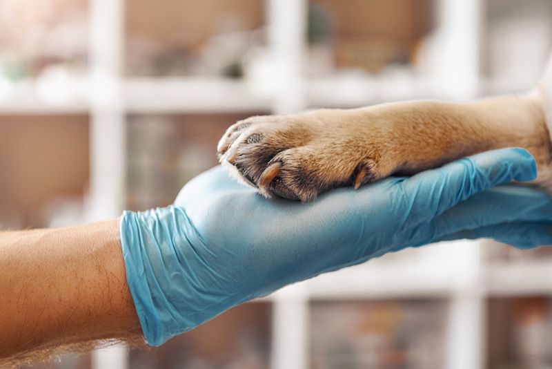 Thú cưng bị viêm khớp không thể vận động mạnh do việc di chuyển khiến chúng đau đớn