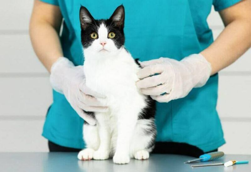Mèo bị cúm cần được đưa đến bệnh viện thú y để kiểm tra và hướng dẫn chăm sóc tại nhà