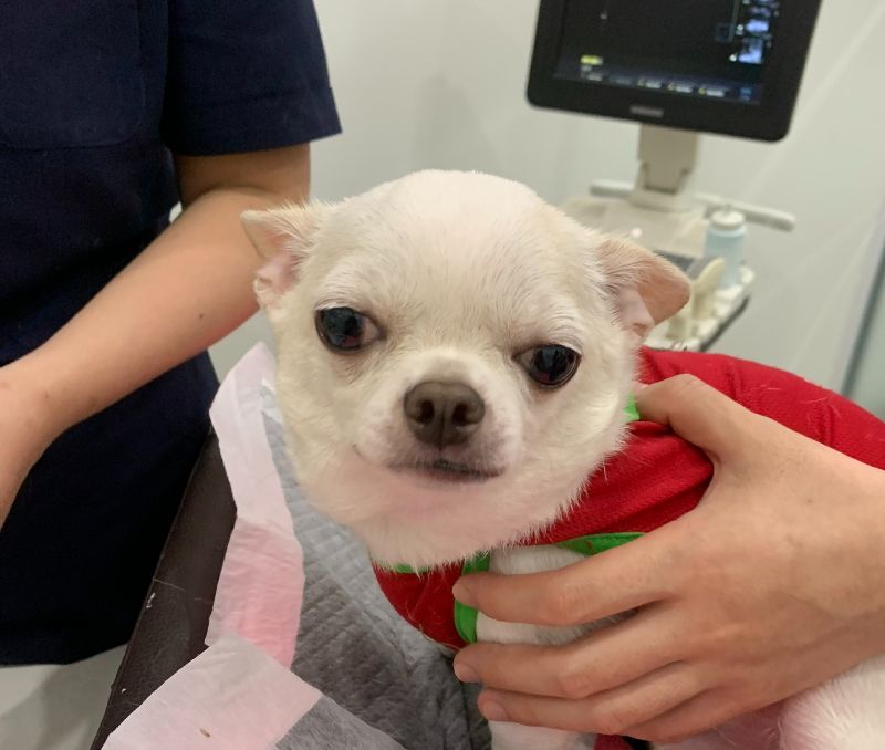 Chẩn đoán cường giáp ở chó tại bệnh viện thú cưng Samyang