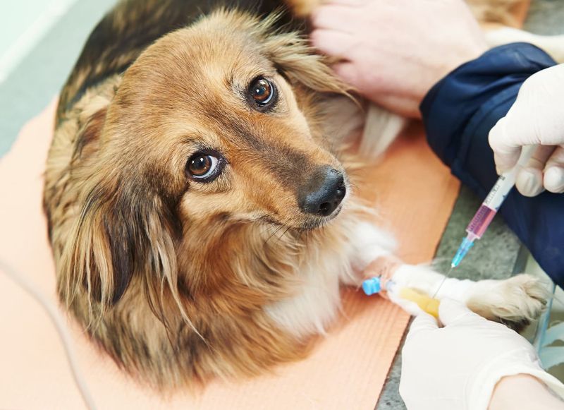 Chó cần được làm các xét nghiệm chuyên sâu để chẩn đoán và điều trị bệnh