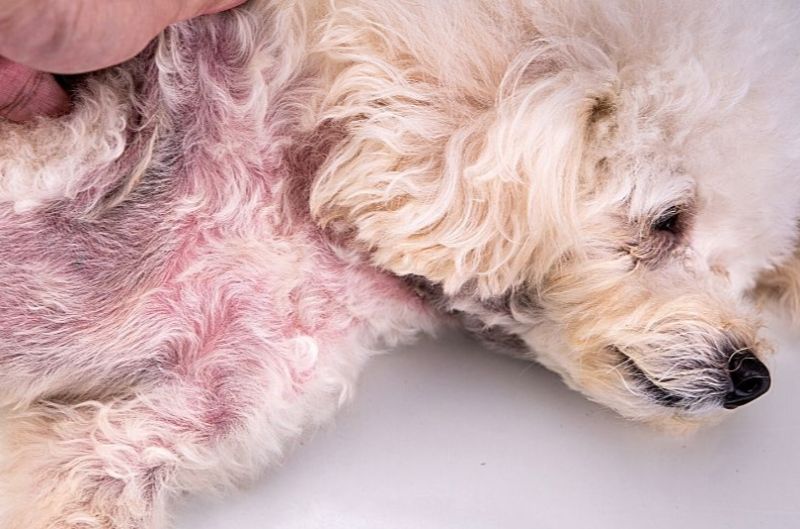 Chó bị nhiễm trùng nấm men Candida gần như không có thuốc đặc trị hiệu quả