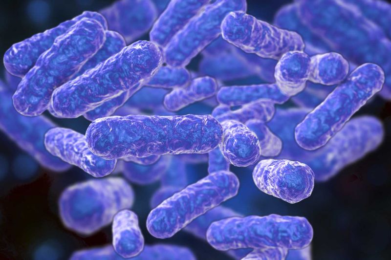 Mô phỏng hình ảnh khuẩn Bartonellosis henselae trên mèo